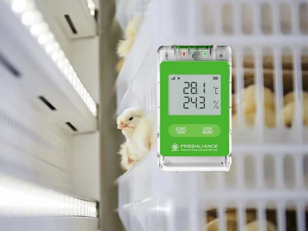 Chick transport real-time temperature monitor